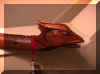 dragon_head.jpg (26315 bytes)